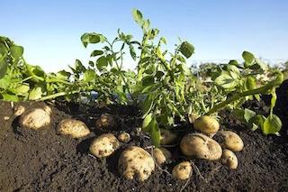 种植土豆要高产？实行这三点，一颗收果十几个